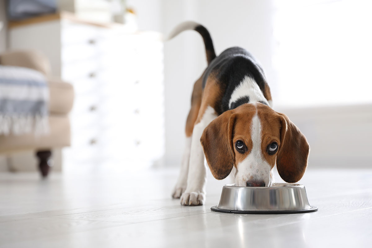 Beagle Eating Pet Food